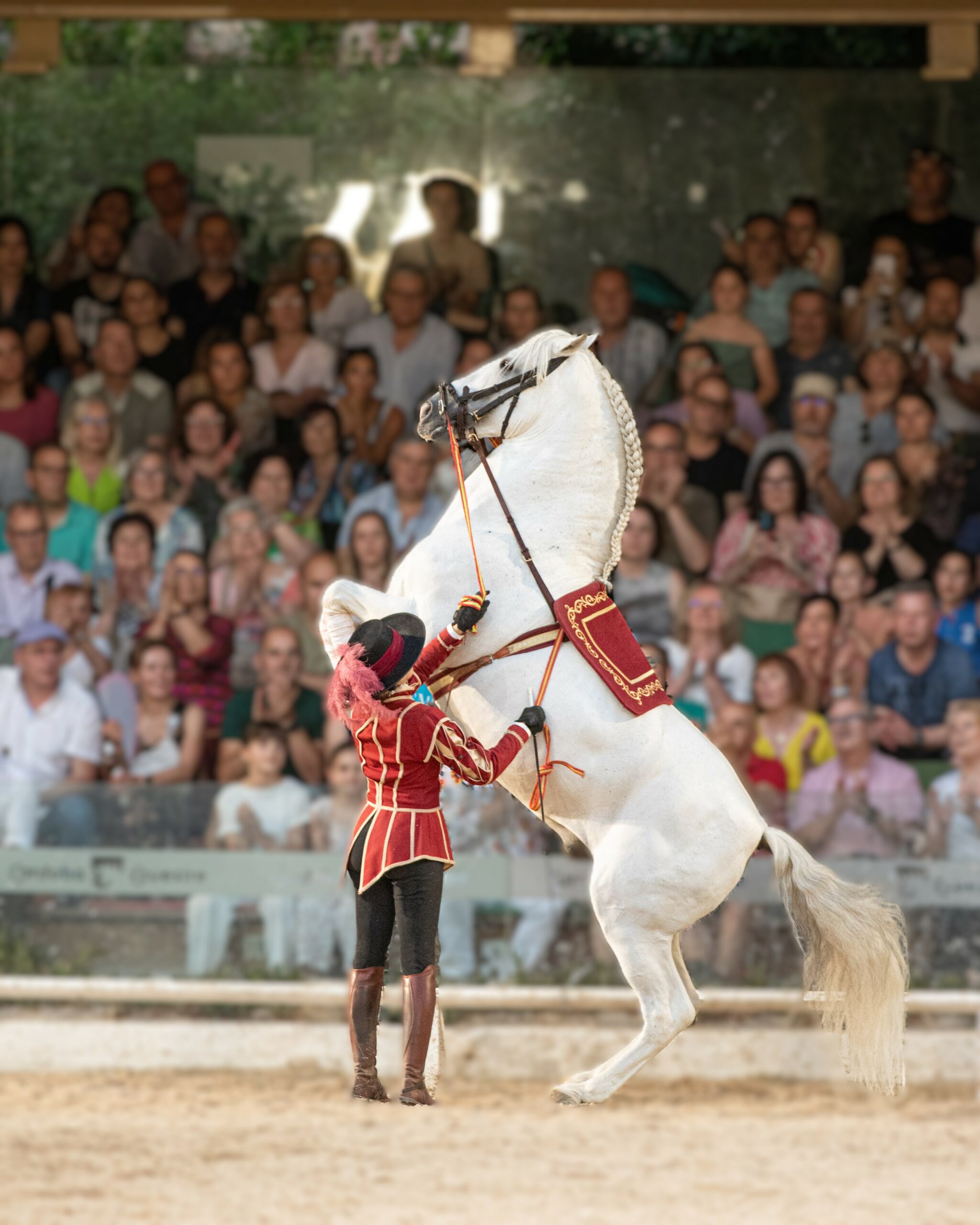 Cheval andalou en pleine démonstration de dressage devant un public, lors d’un spectacle traditionnel à Cordoue.